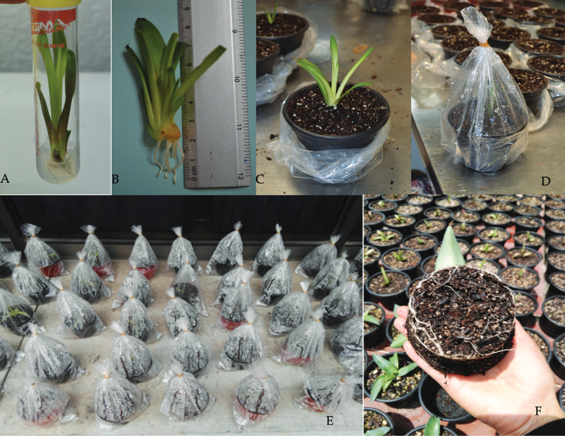 Proceso de trasplante de agave papalote enraizado in vitro y aclimatización de las plantas. A) enraizamiento in vitro y B) evaluación en plantas de agave, C) trasplante de agaves enraizados, D y E) proceso de aclimatización y F) planta enraizada en sustrato. Fotografías cortesía de: Omegar Cruz-Arvizu.