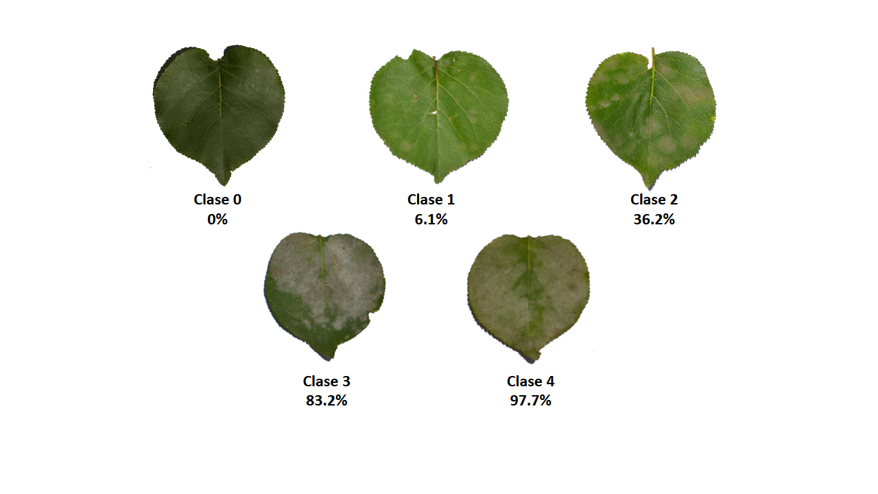 Escala logarítmica diagramática para evaluación de la cenicilla del chabacano (Podosphaera spp.) con 5 clases de severidad (imagen cortesía de Santiago Domínguez-Monge)..