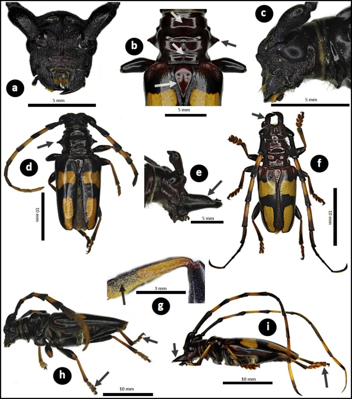 Composición fotográfica de Dendrobias mandibularis, un cerambícido plaga en cítricos en Michoacán, México. Fotografía cortesía de José Isaac Figueroa.