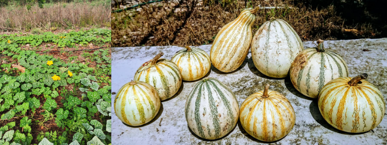 Poblaciones nativas de Cucurbita moschata Duchesne de Yucatán, México (fotografía cortesía de Roberto R. Ruiz-Santiago).